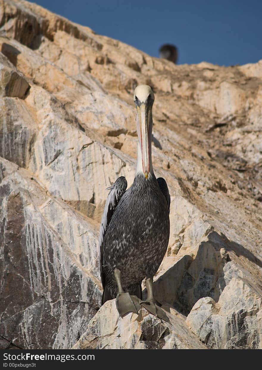 Wildlife on Islas Ballestas in Peru