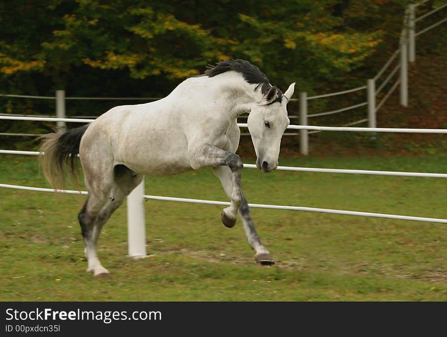 Gray stallion II