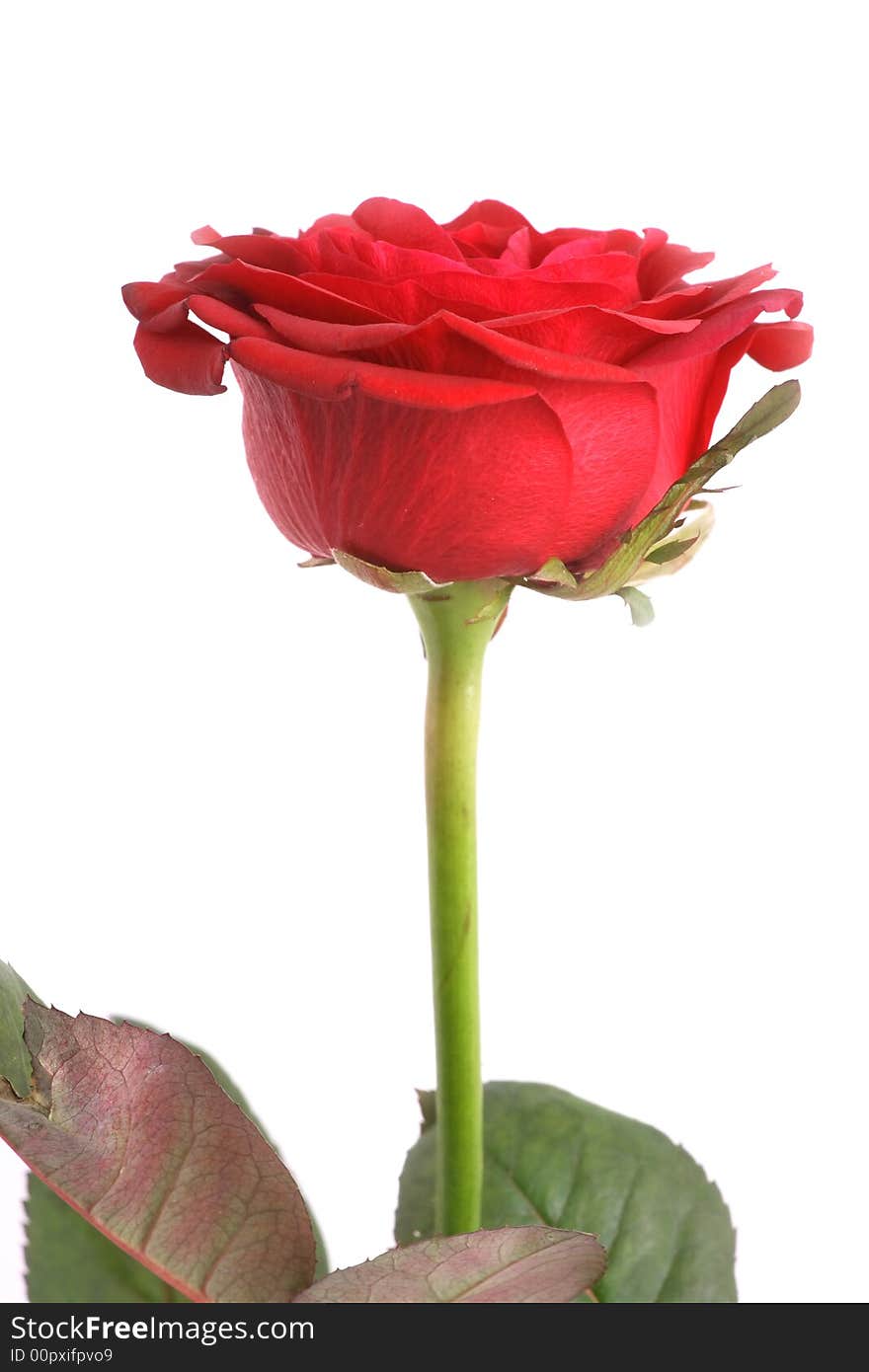 Red rose on a white background