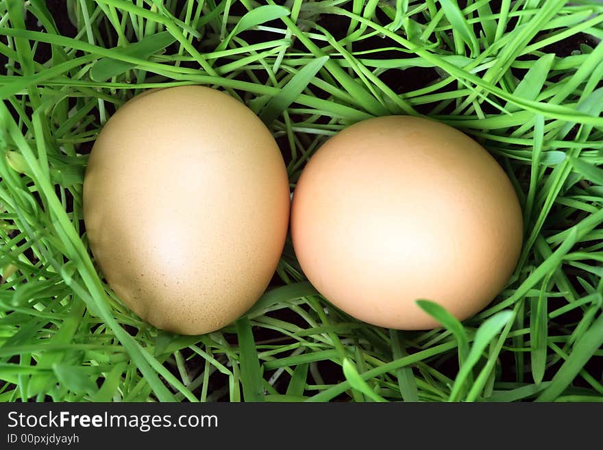 Easter eggs in green grass