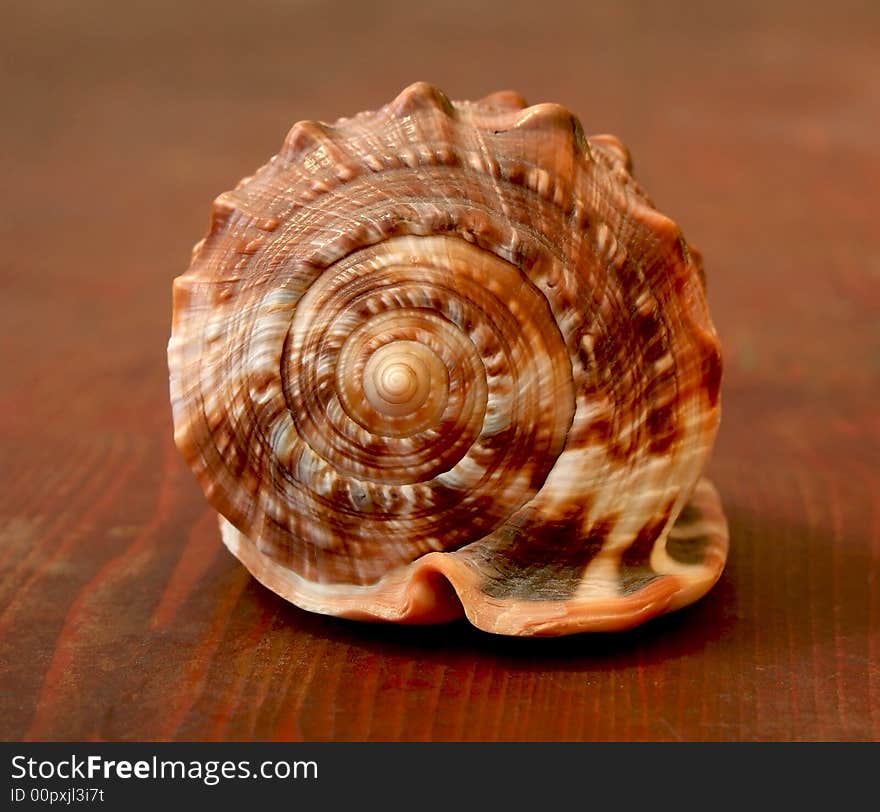 Red seashell with clipping path