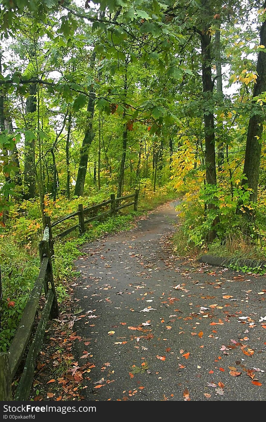 Walk way through tall green trees in the forest.