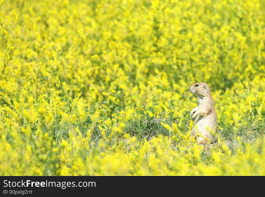 Black-Tailed Prairie Dog Meadow