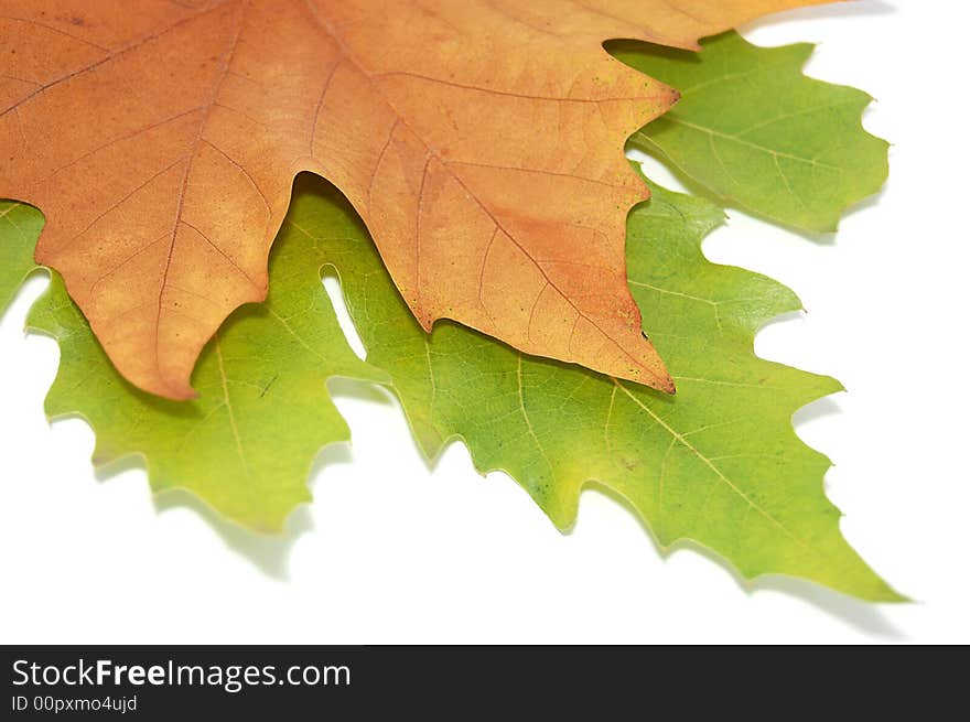 Two leaves, red and brown isolated on white. Two leaves, red and brown isolated on white