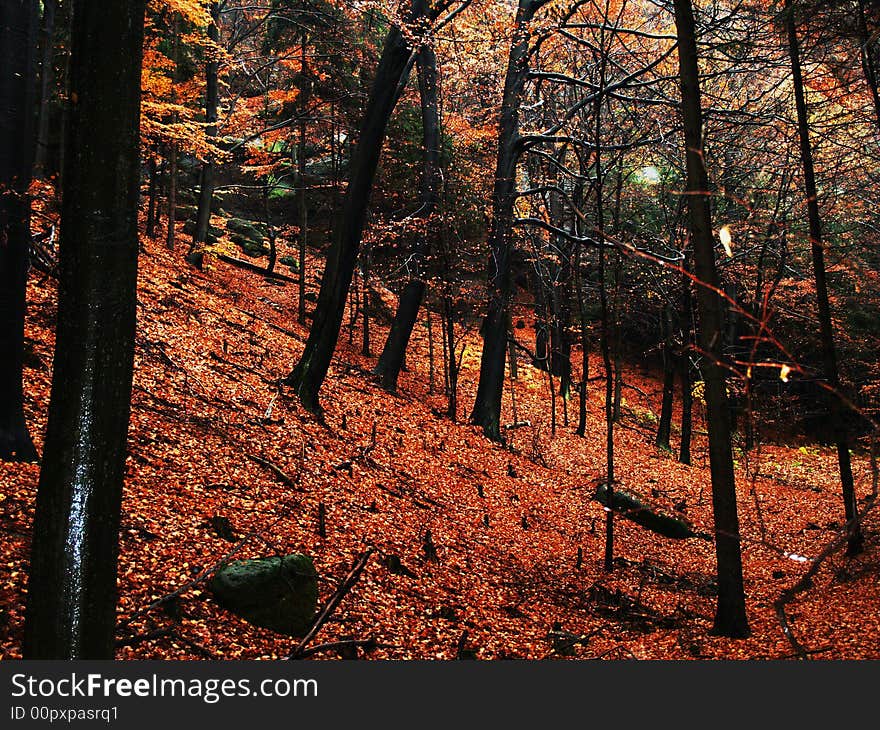 Autumn Forest