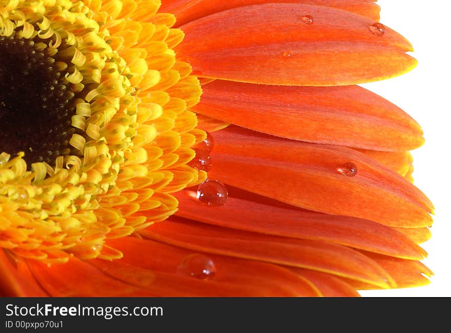 Gerbera-daisy with a water drops isolated on white with a path