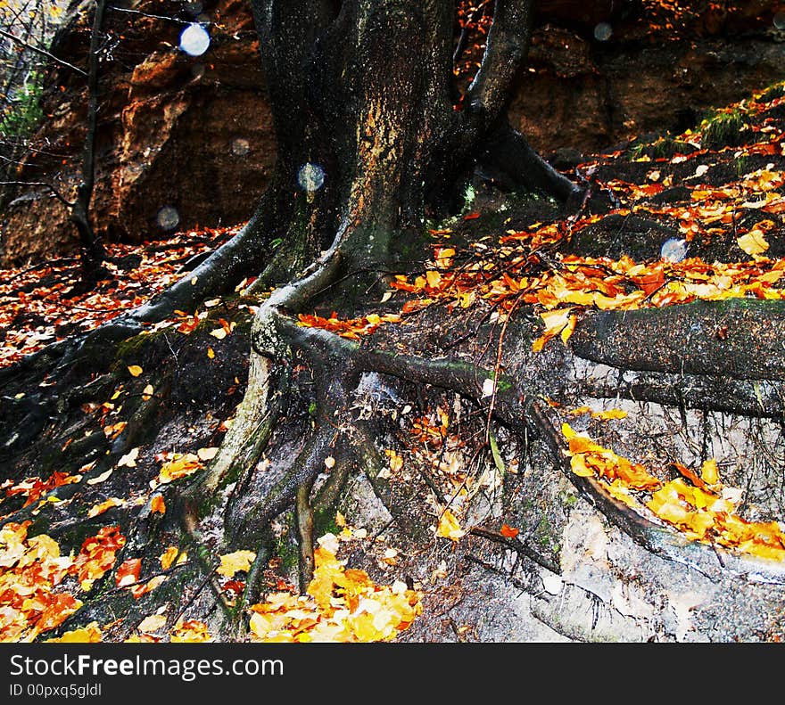 Autumn forest