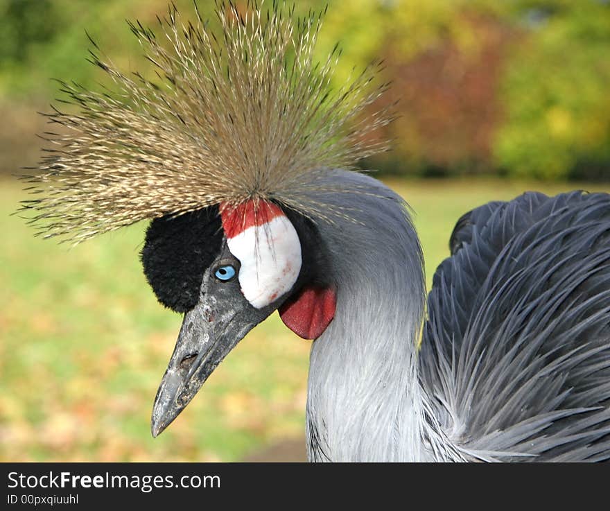 Profile of african black crowned crane (Latin name: Balearica pavonina). Profile of african black crowned crane (Latin name: Balearica pavonina)