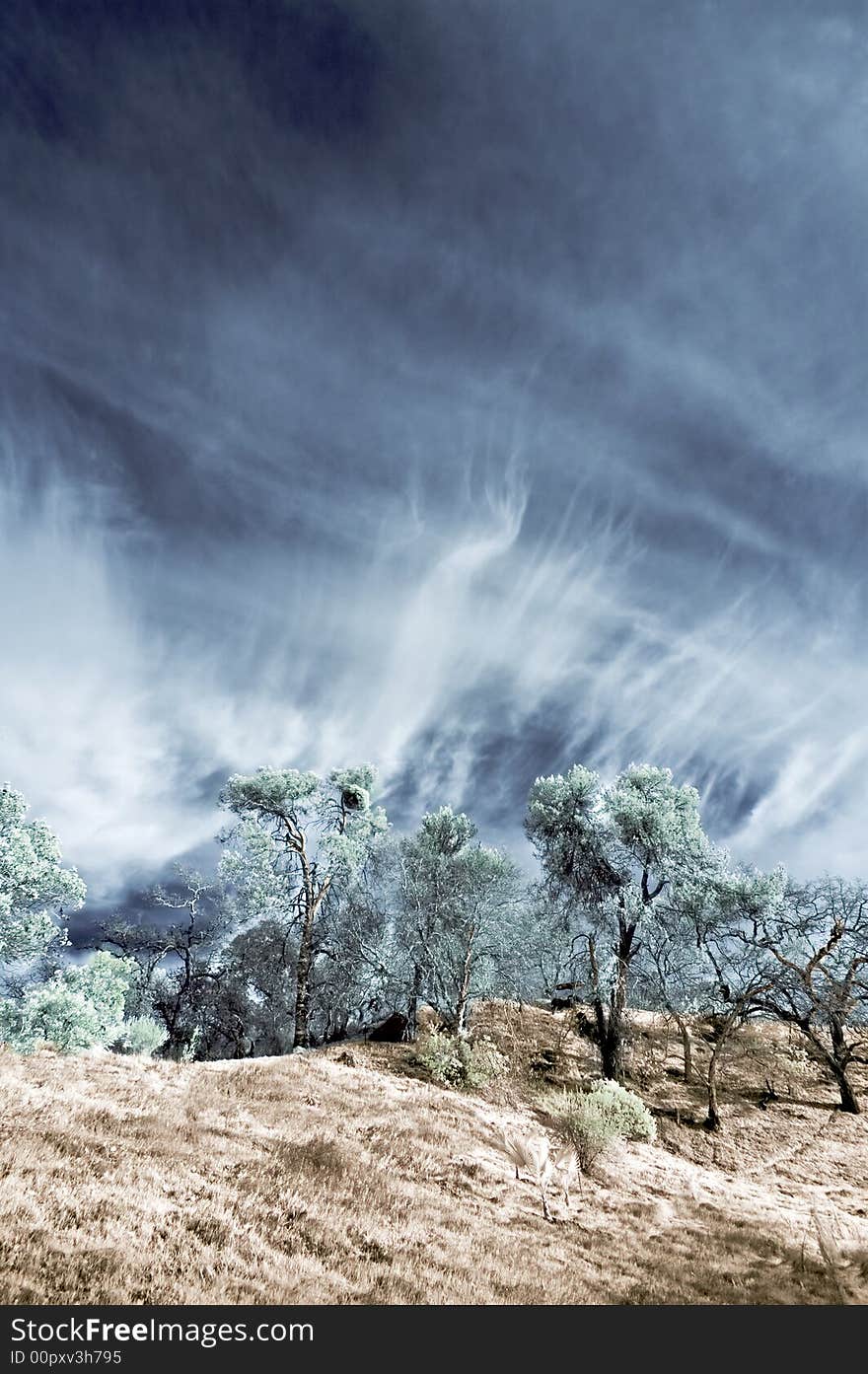 Oak Trees in Infrared