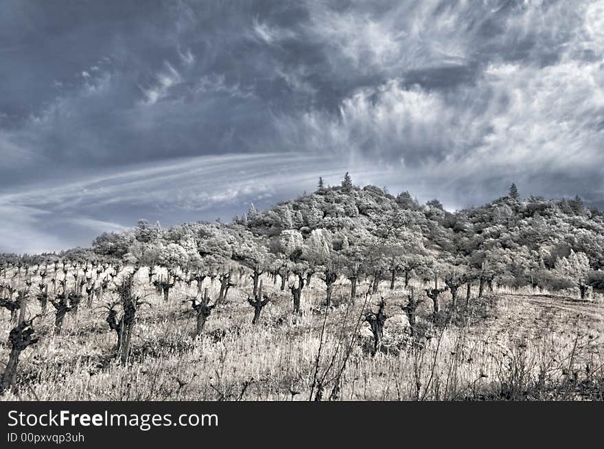 Winter Vineyard in Infrared