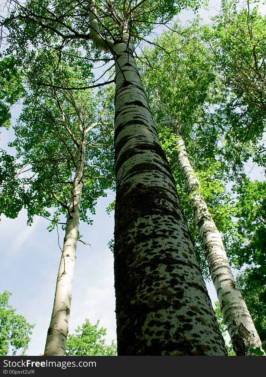 Aspens and birches