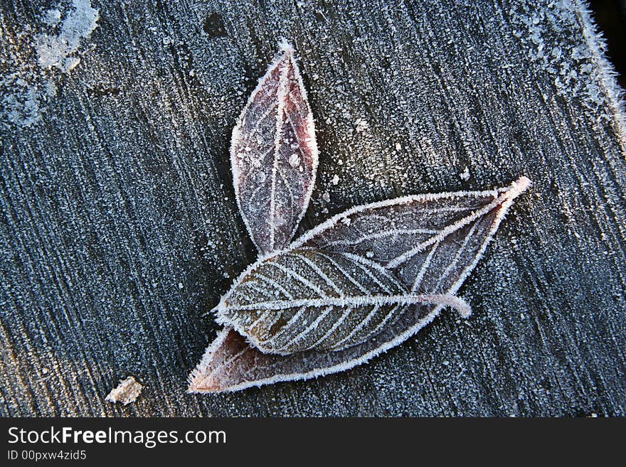 Frost Leaves