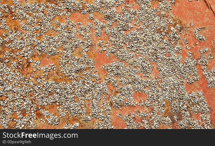 Background with rust metal texture