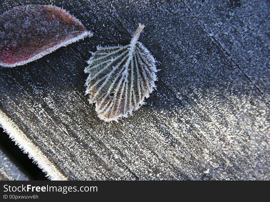 Frost Leaves