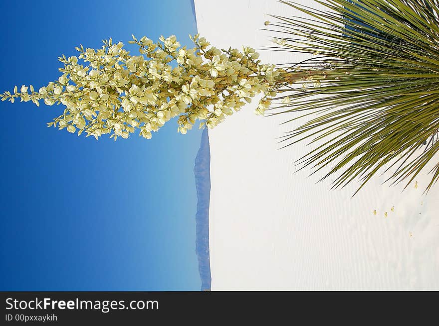 White Sands National Park