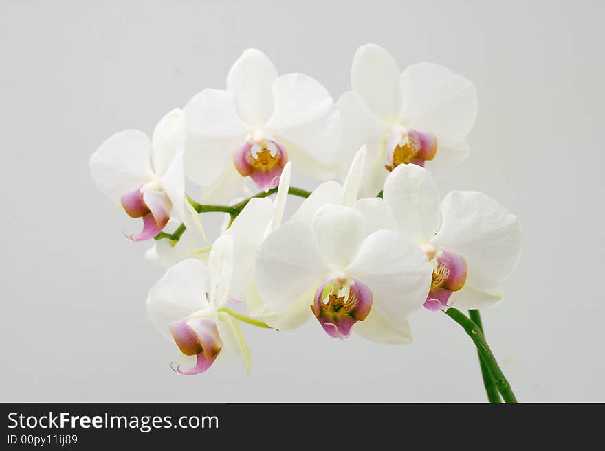 White Orchid