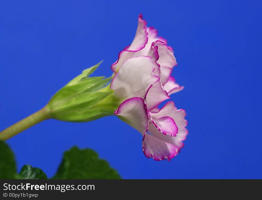 White Primrose edged with violet