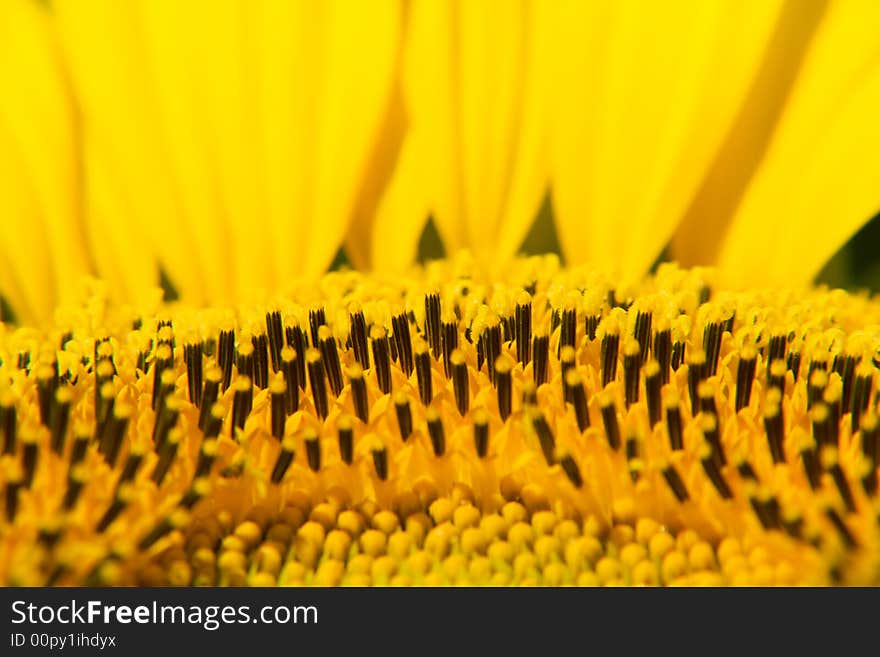 A close-up of a yellow sunflower. A close-up of a yellow sunflower