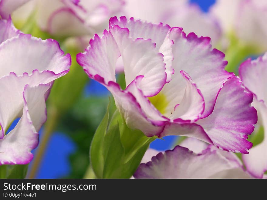 White Primrose Edged With Violet