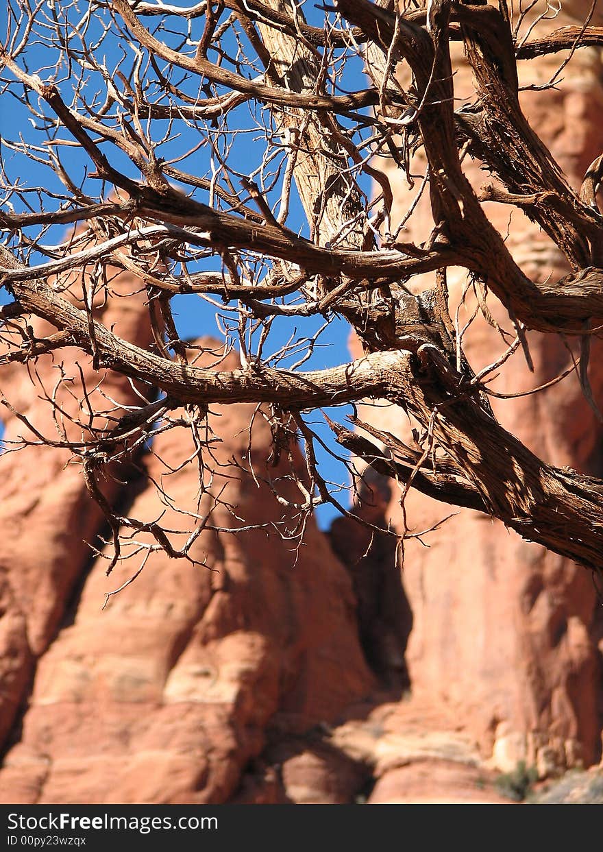 Shaggy Bark Sedona- Gin Tree