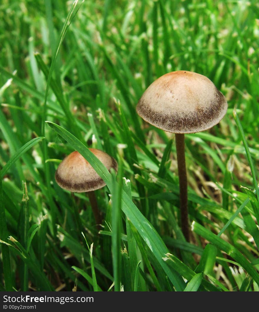 Mushroom and Grass