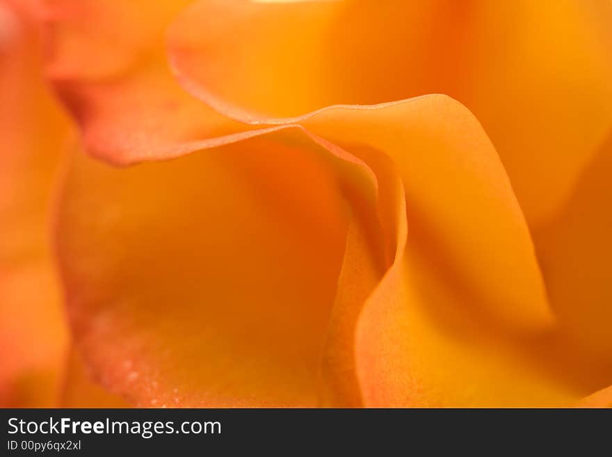 Peach Rose Close UP