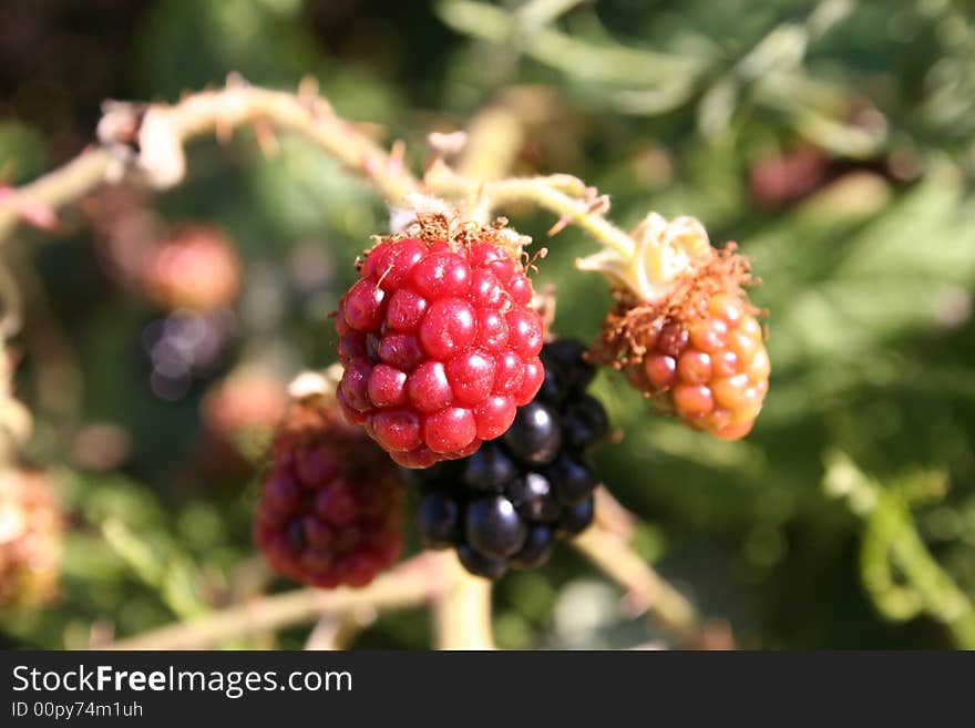 Picture of a green blackberry taken with cannon eos camra. Picture of a green blackberry taken with cannon eos camra.