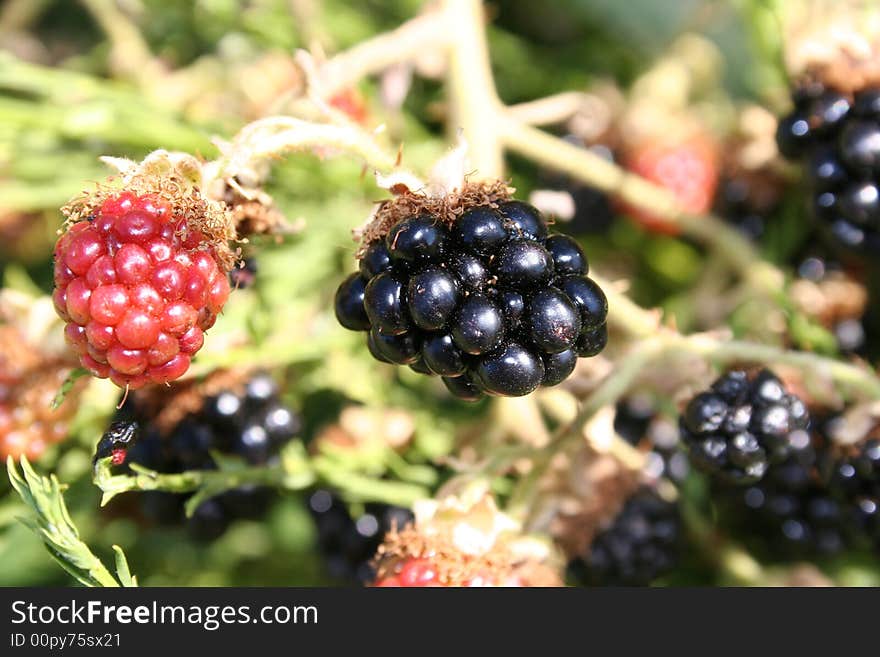 Picture of a green blackberry taken with cannon eos camra.