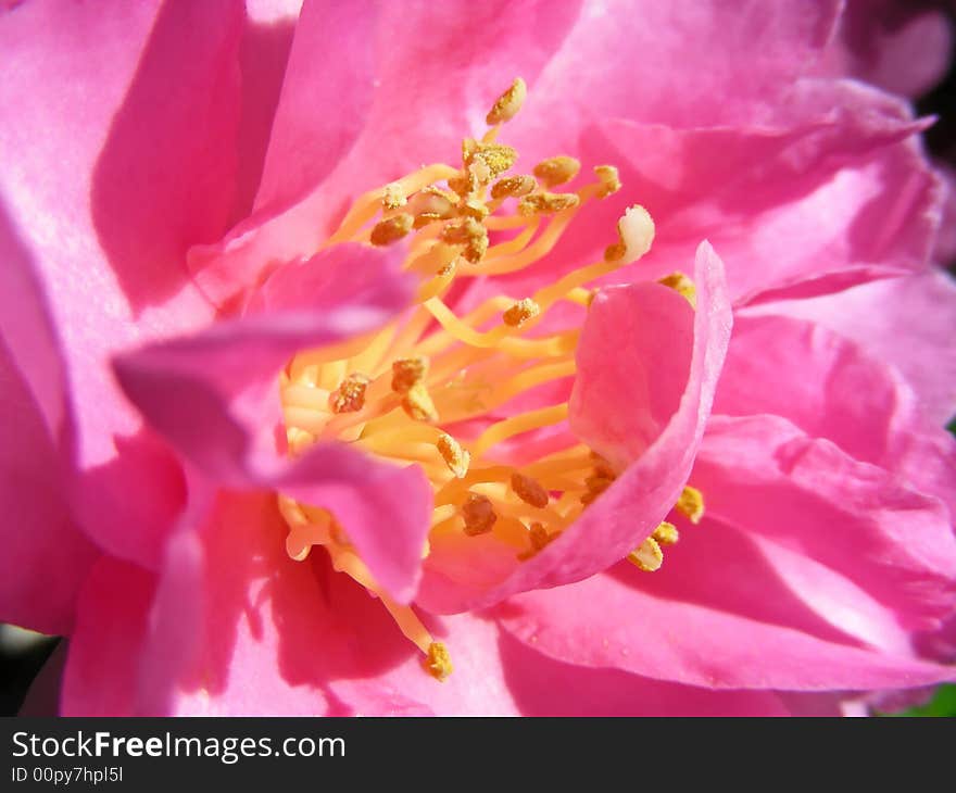 Pink Camellia