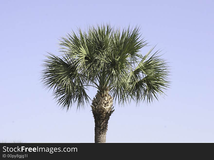 Lonesome Palm