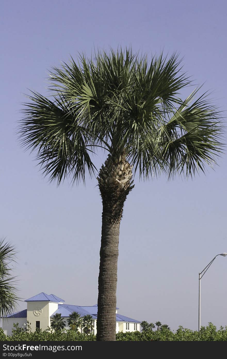 Lonesome Palm