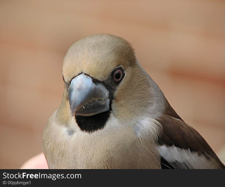 Bird In Hand