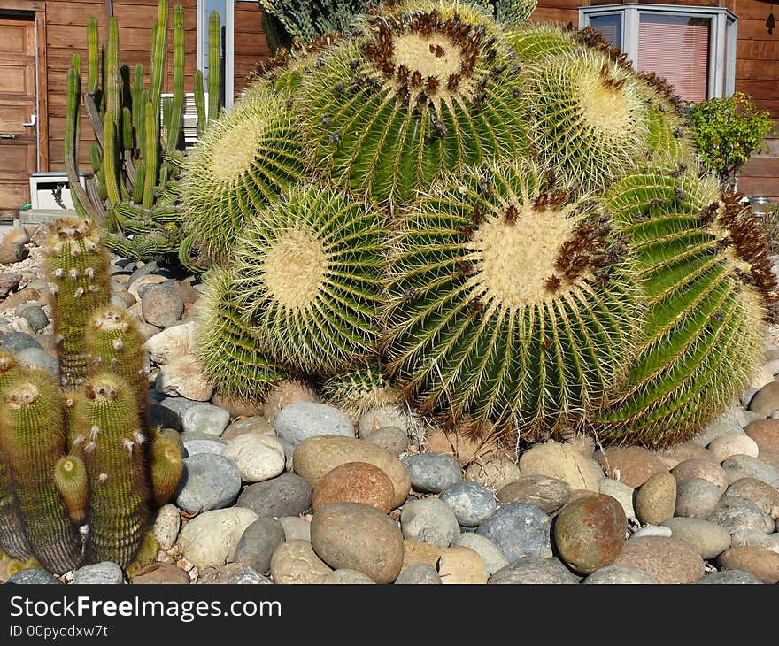 Giant cactus