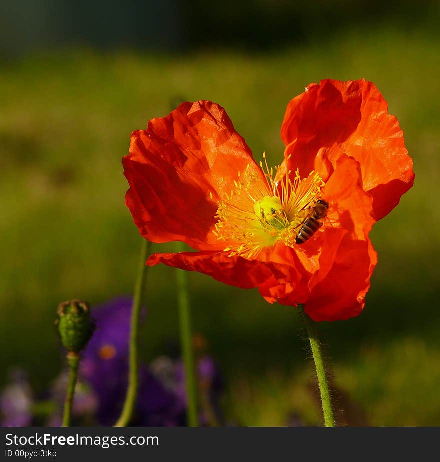 Hardworking bee on red flower