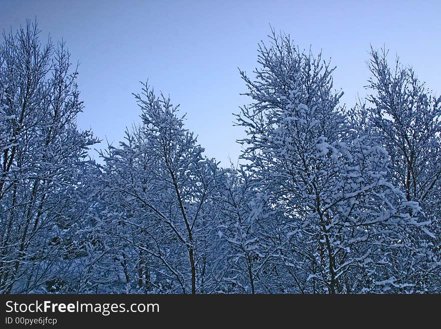 Trees heavy of snow reaching towards the sky. Trees heavy of snow reaching towards the sky