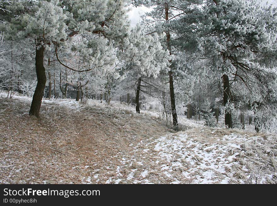 Frosted trees