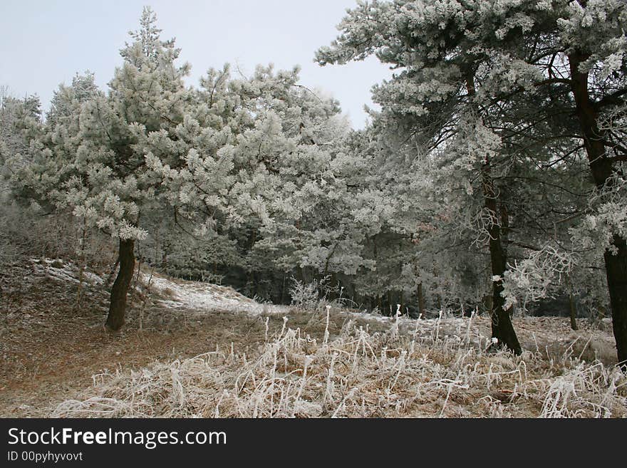 Frosted pine-trees in winter. Frosted pine-trees in winter