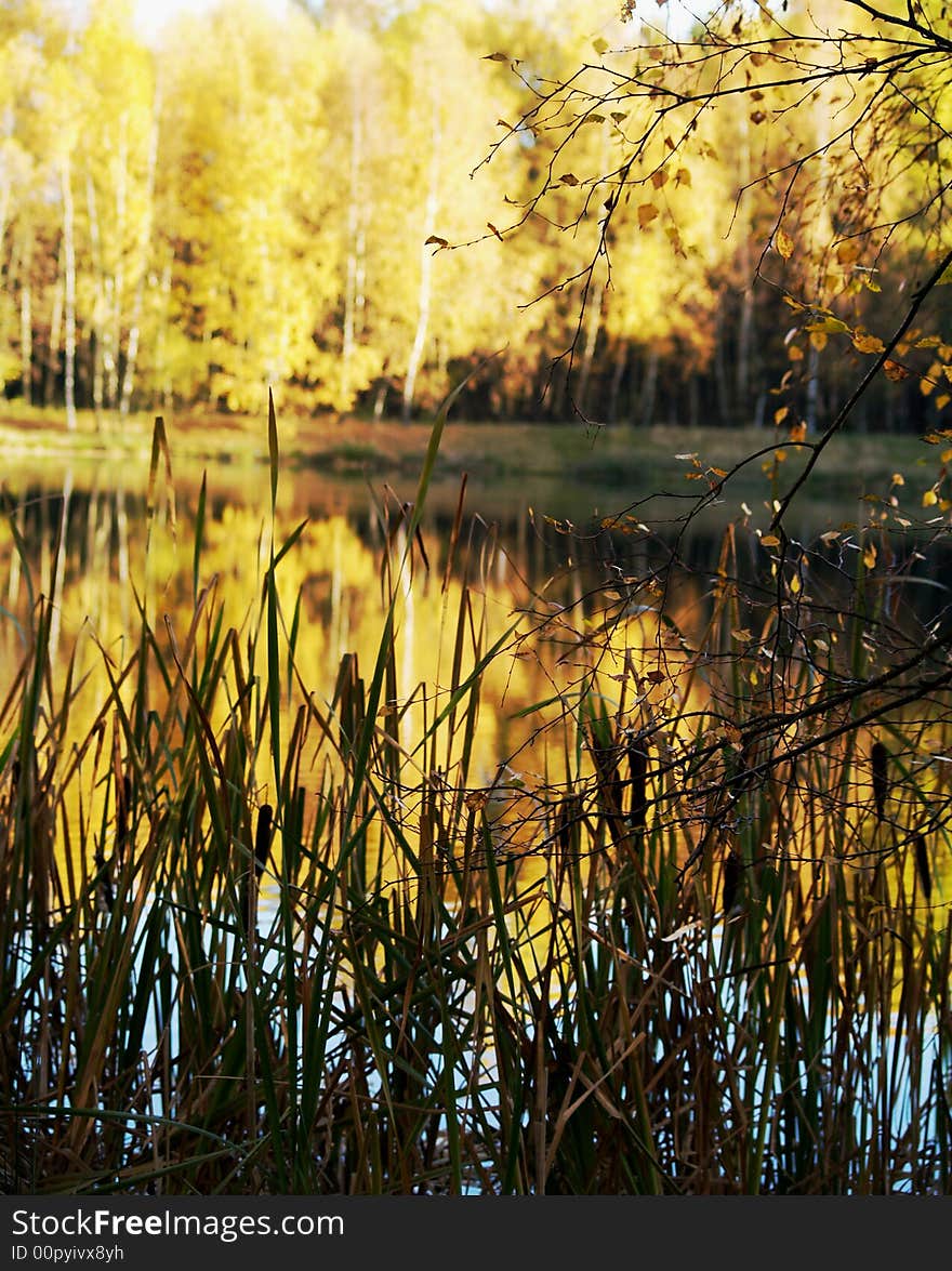 Walking in autumn pond thick colours