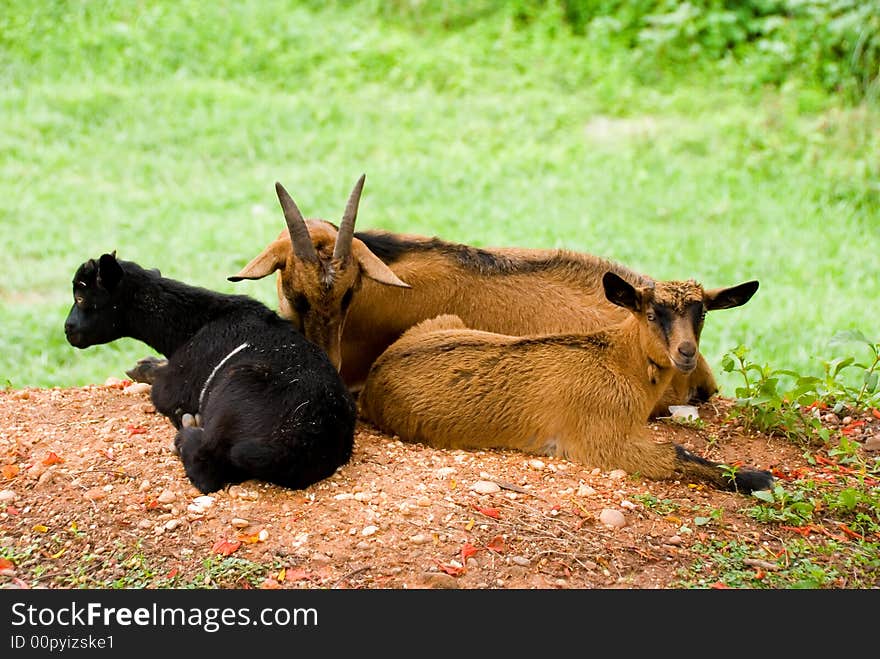 Goats resting on ground