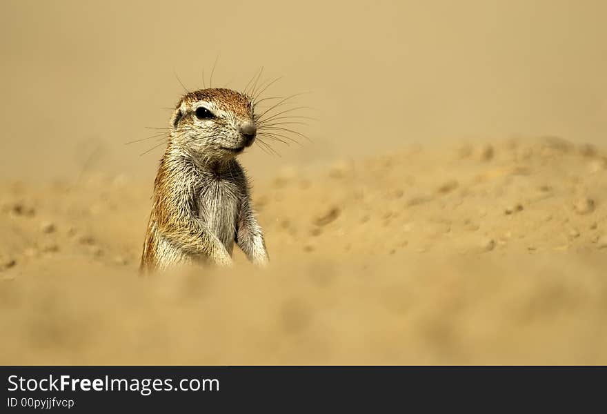 Ground Squirrel