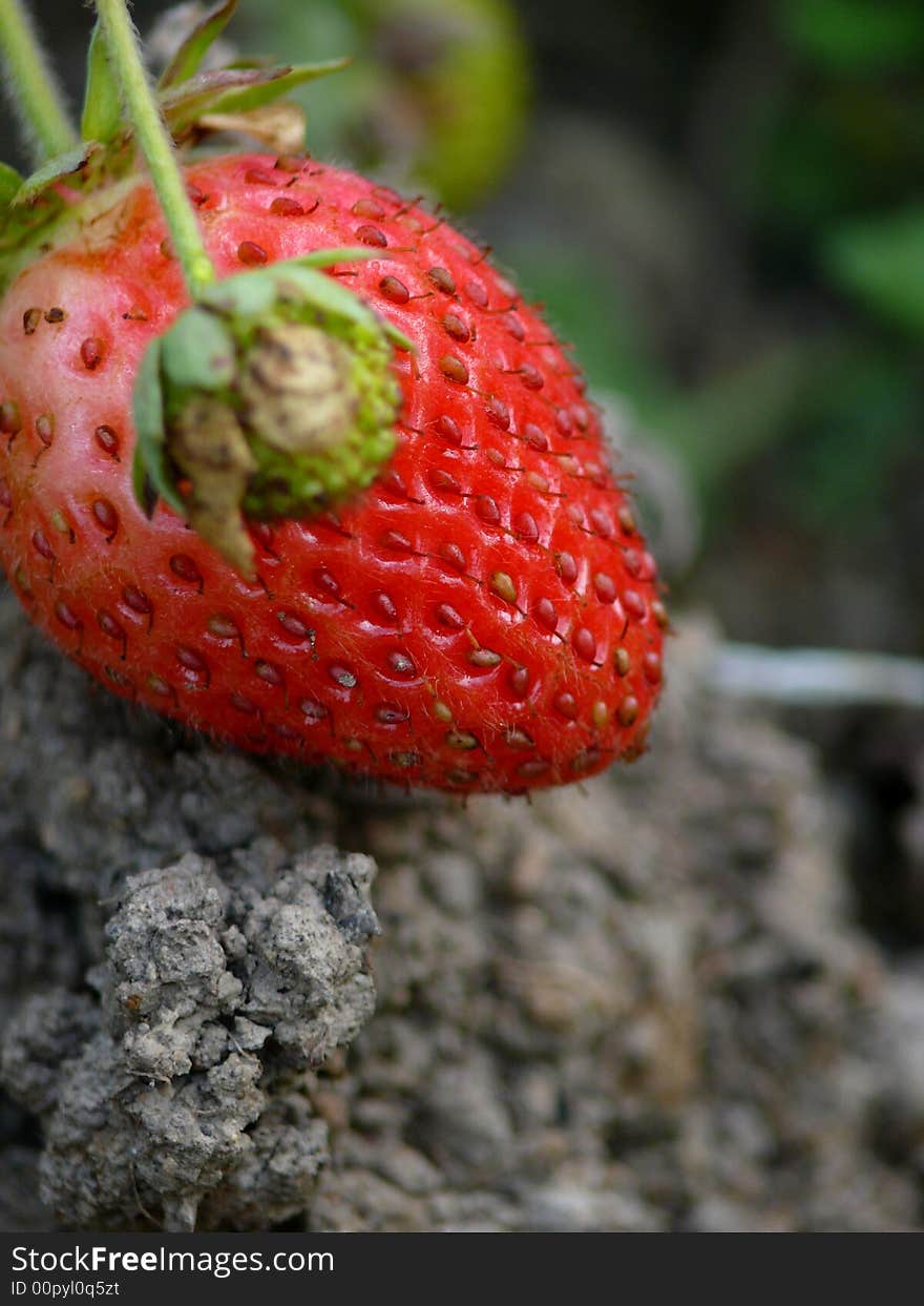 Summer. Berry of a strawberry laying on the ground.