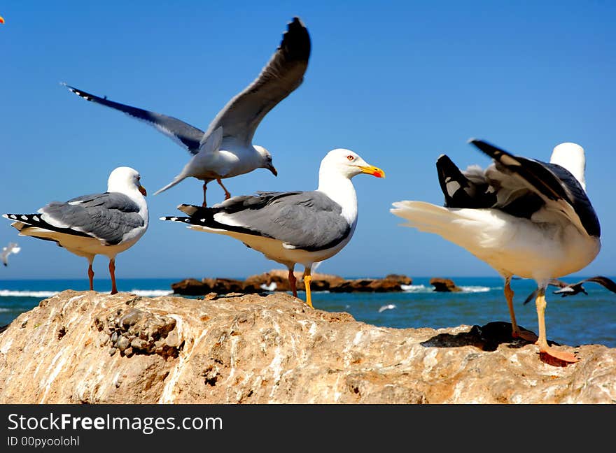 Morocco, Essaouira: Seagulls in the harbour