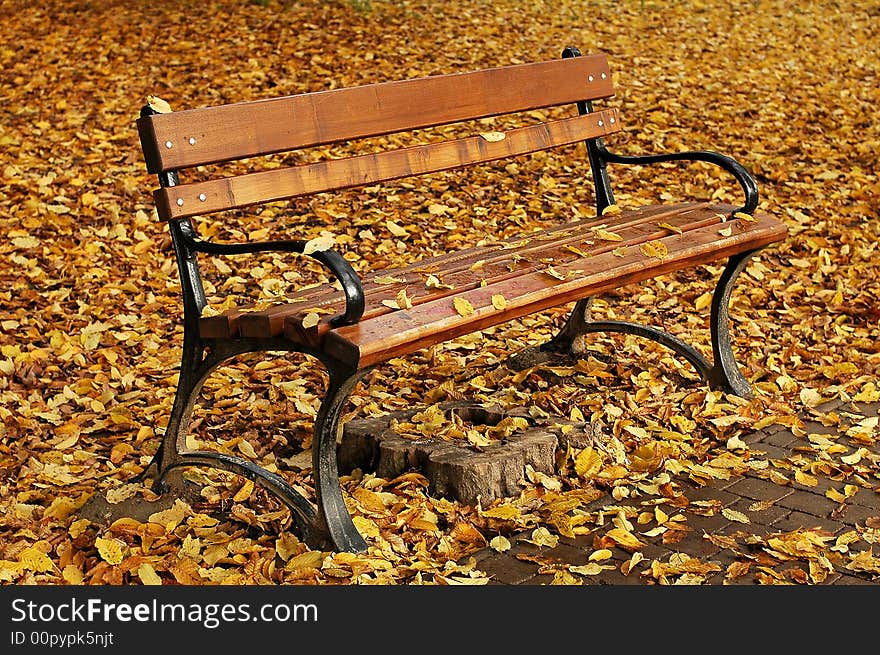 Wooden bench in autumn, yellow leafs fallen on ground