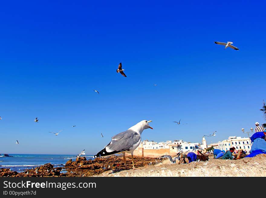 Morocco, Essaouira: blue sky and  seagulls in the harbour. Morocco, Essaouira: blue sky and  seagulls in the harbour