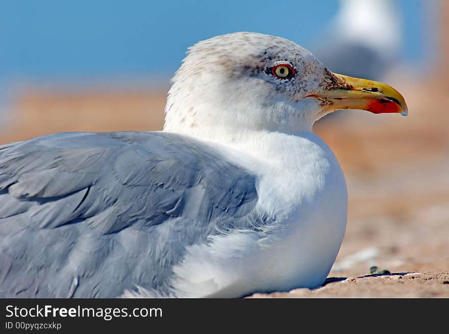 Morocco, Essaouira: close-up of a white and grey seagull. Morocco, Essaouira: close-up of a white and grey seagull