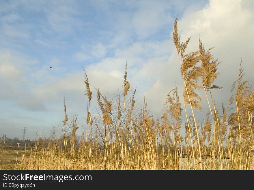 Typical european countryside view with white cloud in the background and Phragmites communis plant in front