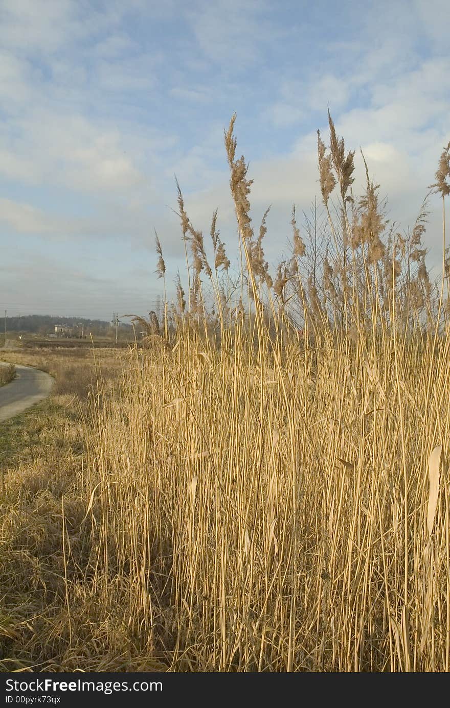 Typical european countryside view with white cloud in the background and Phragmites communis plant in front