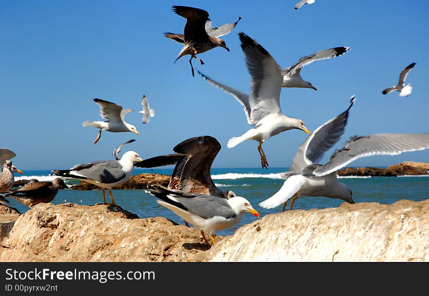 Morocco, Essaouira: Seagulls in the harbour