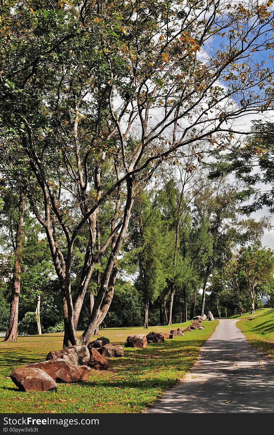 A path that leads you into the forest. A path that leads you into the forest