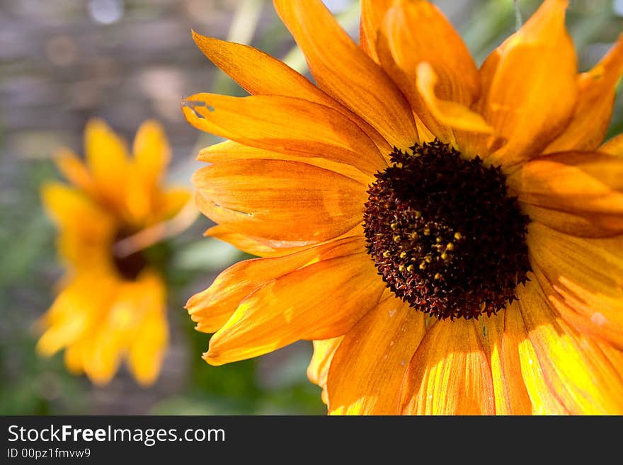 Macro close-up of sunflower. Macro close-up of sunflower